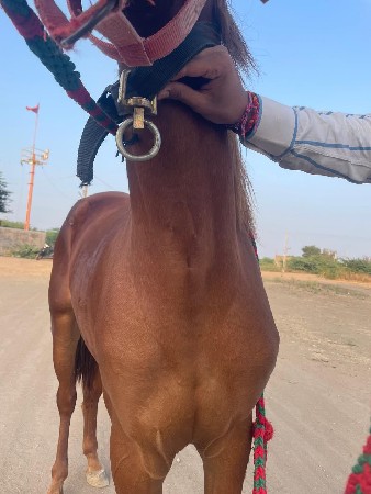 थंबनेल 2