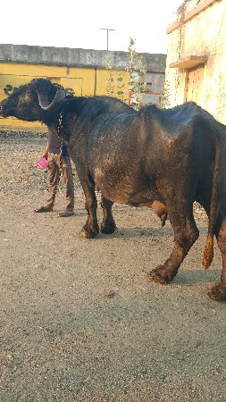 ભેંસ વેચવાની છે