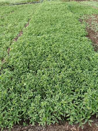 ટામેટી નો રોપ વેચવા નો છે