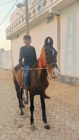 આ ઘોડો વેચવાનો છે સાઢુ પણ કરવાનું છ