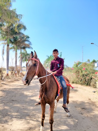 ઘોડી ના સાટા કરવાના