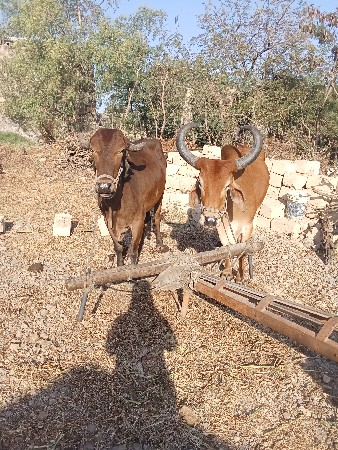 થંબનેલ 3