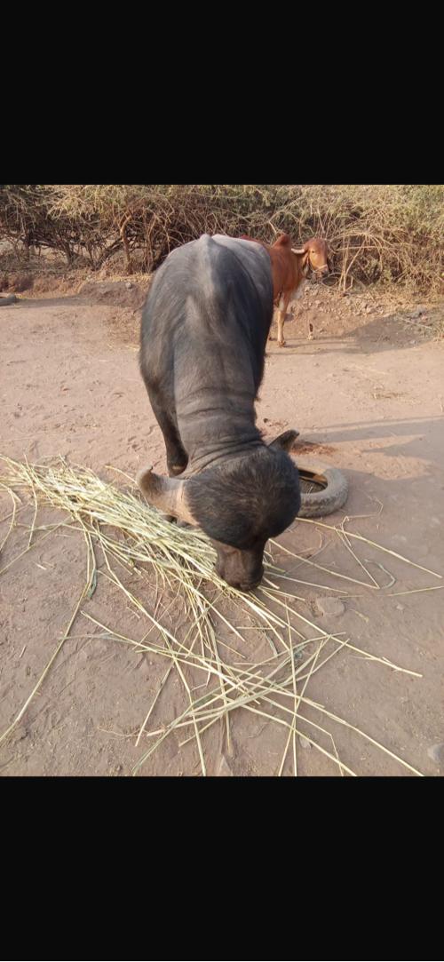 આ વેચવા ને છે