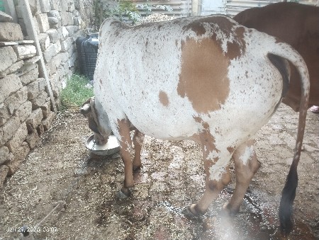 2 જુ વેતર. 10 દિવસ ની વાર