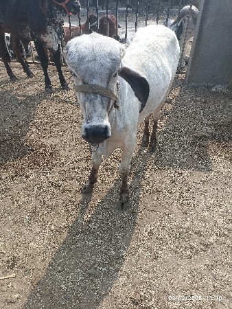 थंबनेल 2