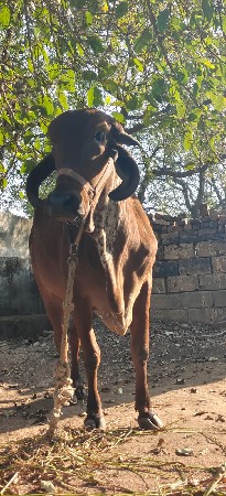 ગાય વેચવાની છે પેલુ વેતર છે