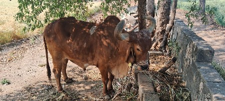 થંબનેલ 3