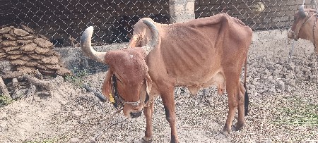 ગાય વેસવાની છે ત્રિજા વેતરમા છે