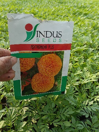 રોપ વેચવાનો છે