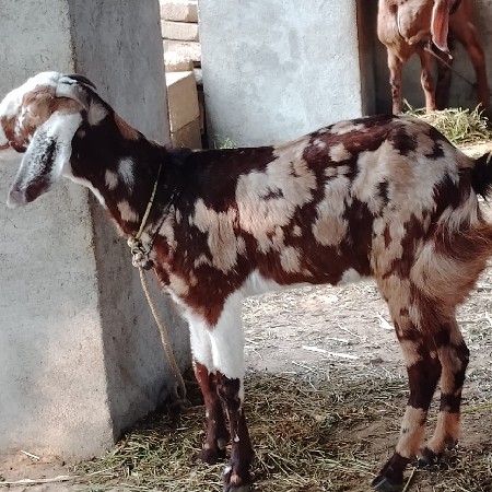 વેચવાની. બકરી