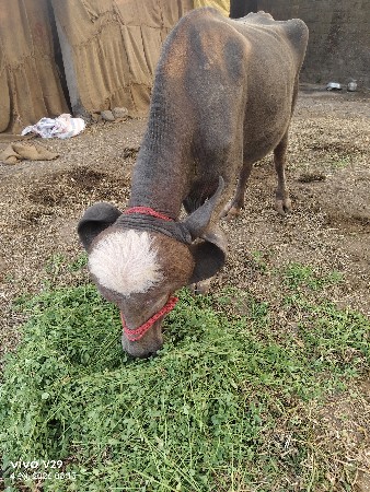 કીમત૧૮૦૦૦૦