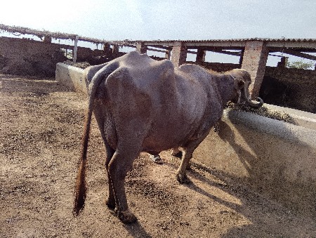 ભુરી ભેસ વેચવાની સે