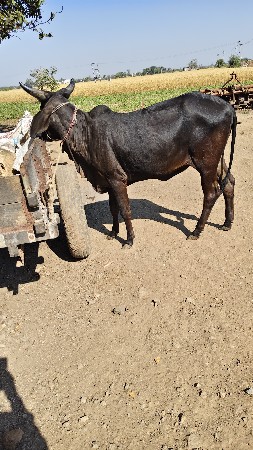 આદત હોળીકી