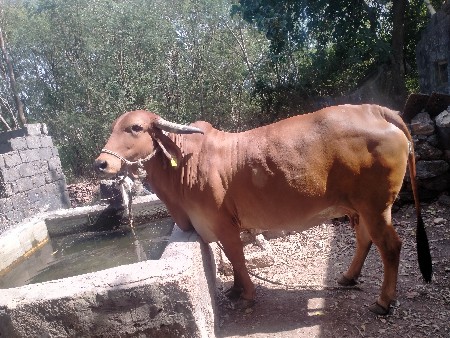 ગાય વેચવાની છે બીજું વેતર