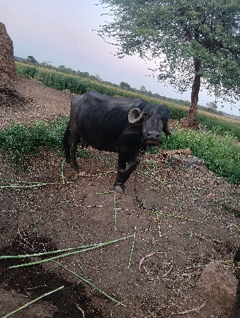 ભેંસ વેચવાની છે