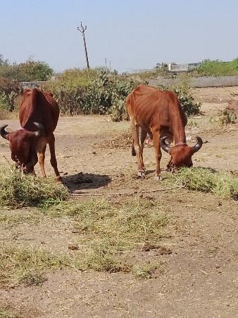 थंबनेल 3