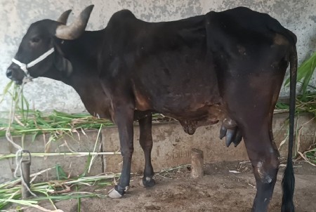 થંબનેલ 2