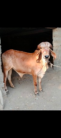 थंबनेल 3