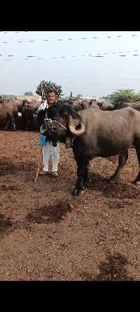 थंबनेल 2