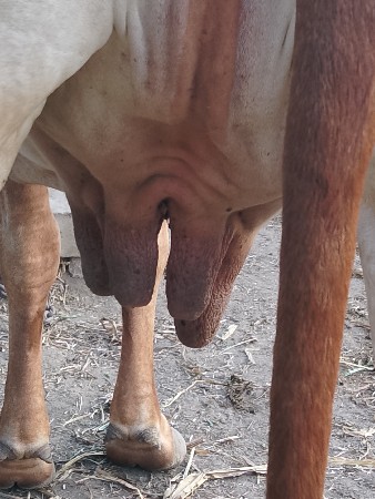 દેચિ.ગીર.બીજુવેતર.