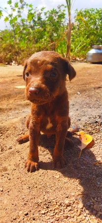 વેચવાના