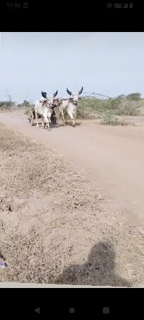 કોઈલા વેચાણ બધી જવાબદારી થી વેચવાન