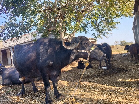 थंबनेल 3