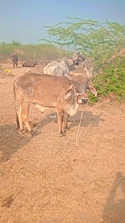 थंबनेल 3