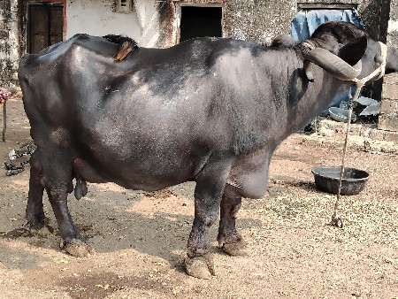 થંબનેલ 2