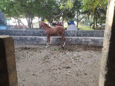 Cheri bechwani hai Porbandar