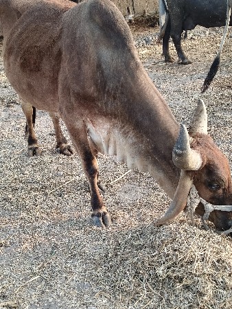 थंबनेल 2