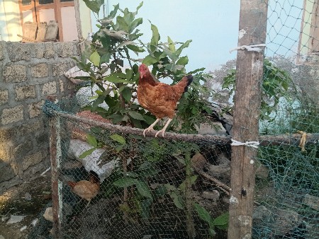 સોનાલી મુરઘી વેચવાની છે