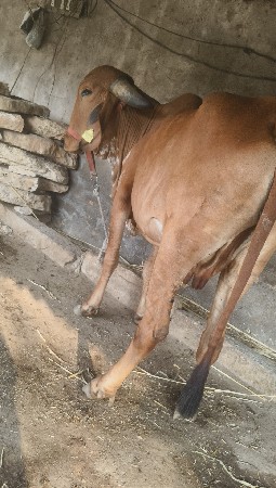 थंबनेल 3