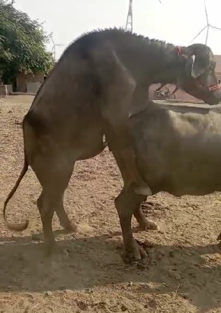 थंबनेल 2