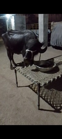 ભેંસ વેચવાની છે