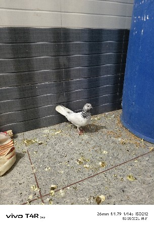 બાજરા કબુતર વેચવાના છે