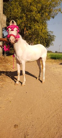 थंबनेल 2