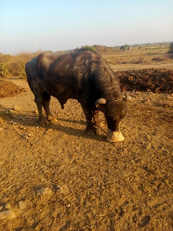 थंबनेल 3