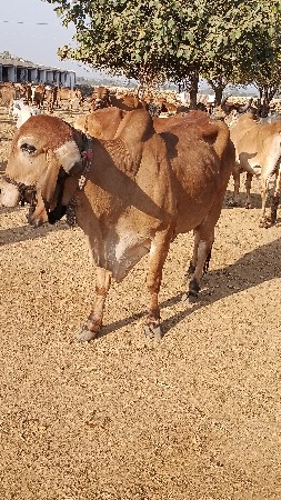 थंबनेल 3