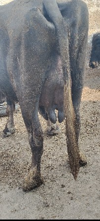 આજે રાતે વીયાનીસે