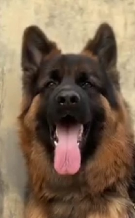 jarman dbl kot meeting mate se