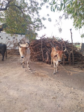 थंबनेल 2