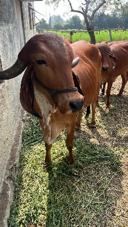 ગીર ગાય વેચવાની છે.