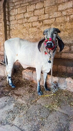 વાછડી દેવાની છે