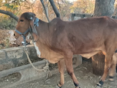 थंबनेल 2