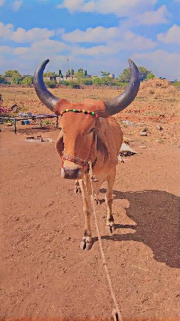 થંબનેલ 3