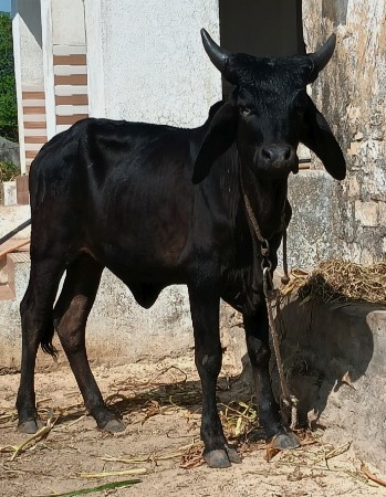 थंबनेल 1