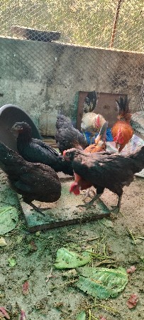 थंबनेल 3