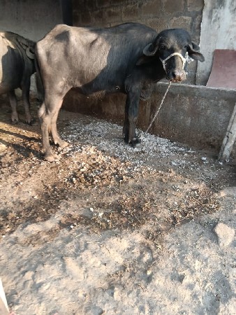 थंबनेल 2