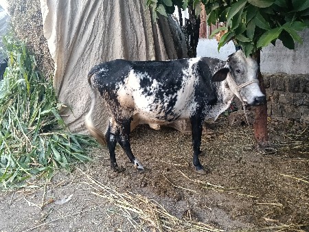 थंबनेल 3